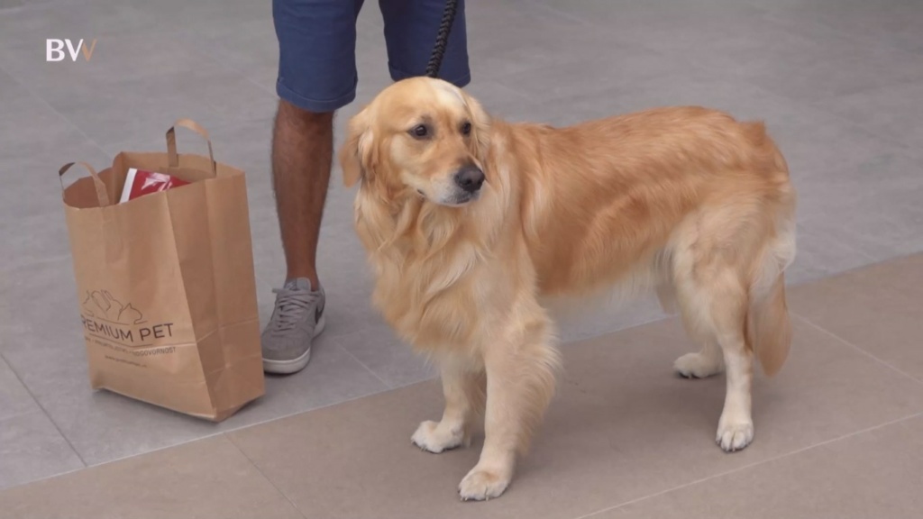 Learn more or watch a video of our little four-legged models who proudly paraded at the Premium pet dog show in the Galerija shopping center.
